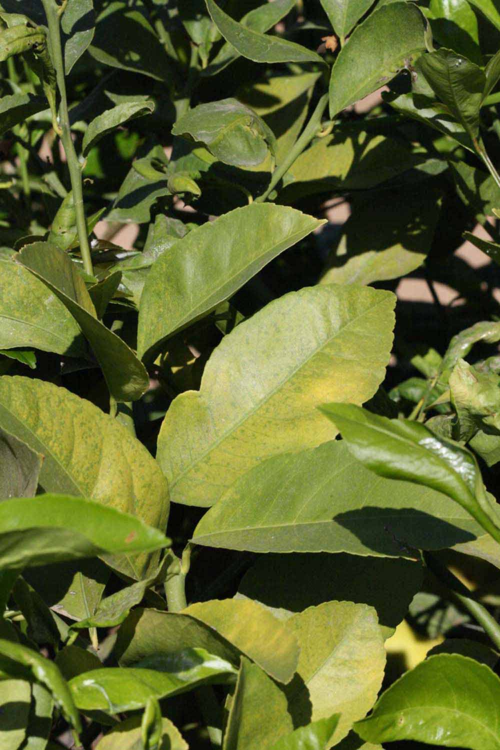              Sun leaves (Riverside, CA)       